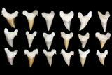 Lot - to Otodus Shark Teeth (Restored) ~ Pcs #138181-1